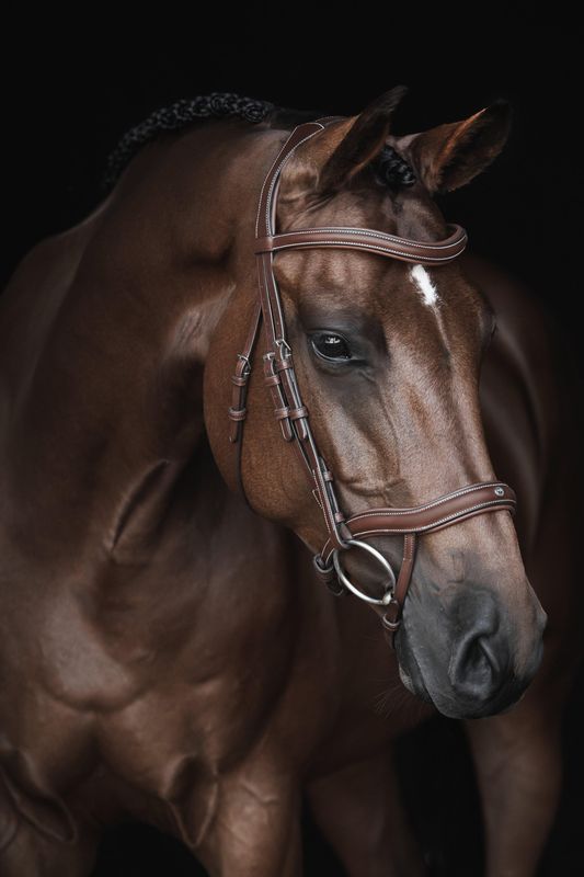 TRÄNS LIPPO ECCELENT