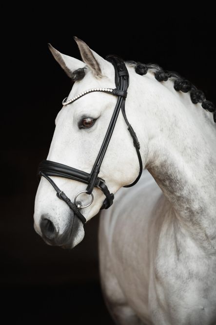 Hovedbilde HODELAG LIPPO SUPREME CASELLE