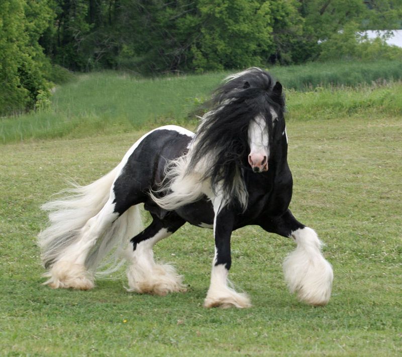 Bates WIDE Dressage