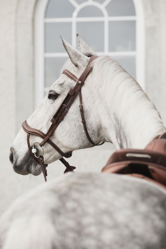 TRÄNS LIPPO ECCELENT