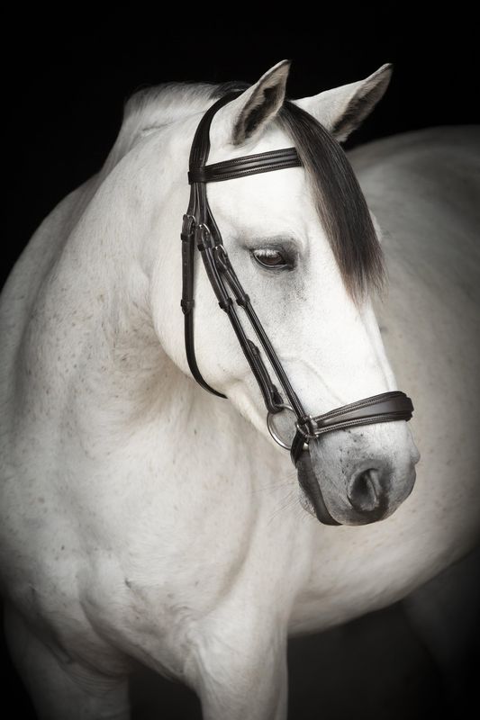 TRÄNS LIPPO SUPREME